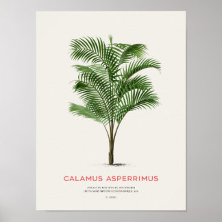 Calamus Asperrimus - Palme Tree Poster