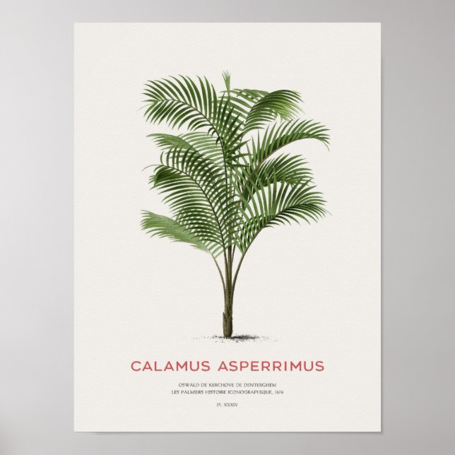 Calamus Asperrimus - Palme Tree Poster (Vorne)