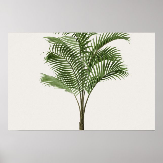 Calamus Asperrimus - Palme Tree Poster (Vorne)