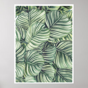 Calathea Orbifolia Aquarellfärbung Poster