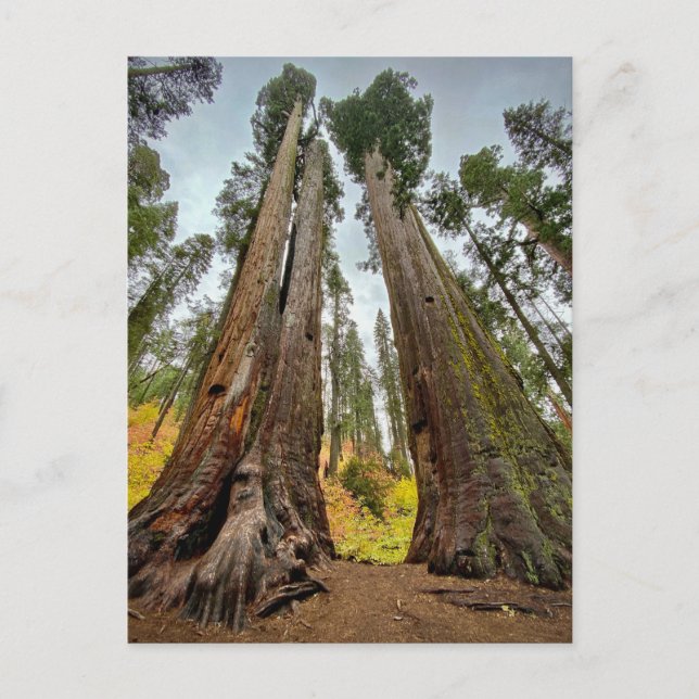 Calaveras Big Trees Staat Park, Kalifornien Postkarte (Vorderseite)