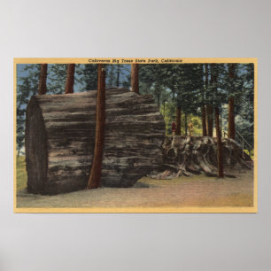 Calaveras großer Baum-Staats-Park Poster