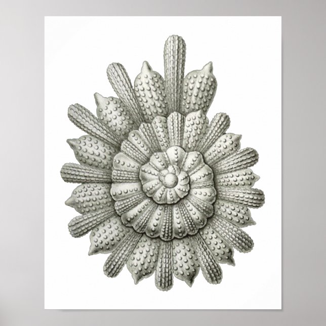 Calcarina clavigera Ernst Haeckel Kunst, Dichtung  Poster (Vorne)
