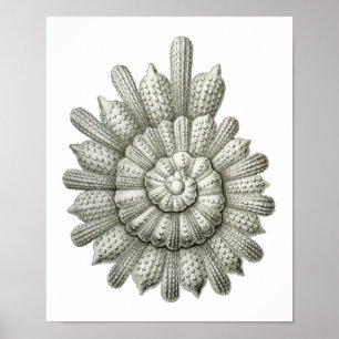 Calcarina clavigera Ernst Haeckel Kunst, Dichtung  Poster