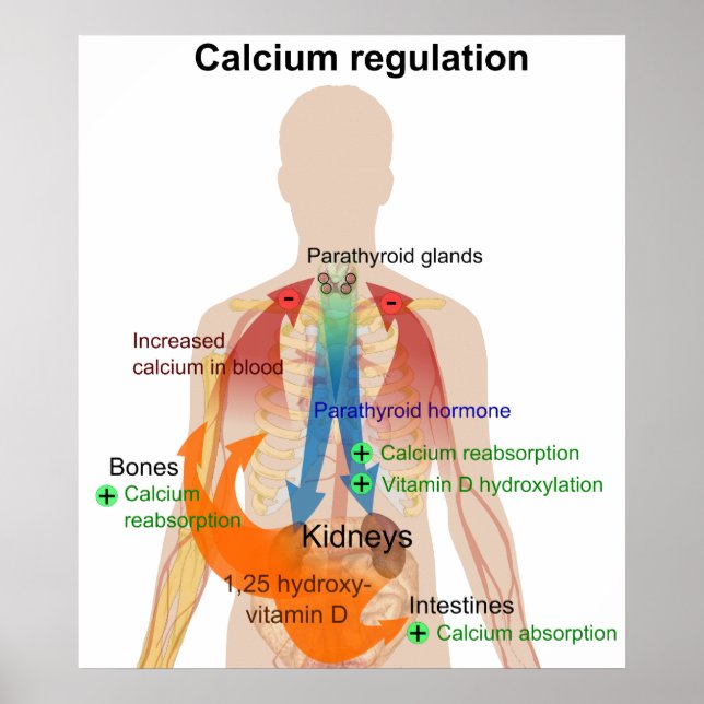 Calciumverordnung in der Organkarte des menschlich Poster (Vorne)