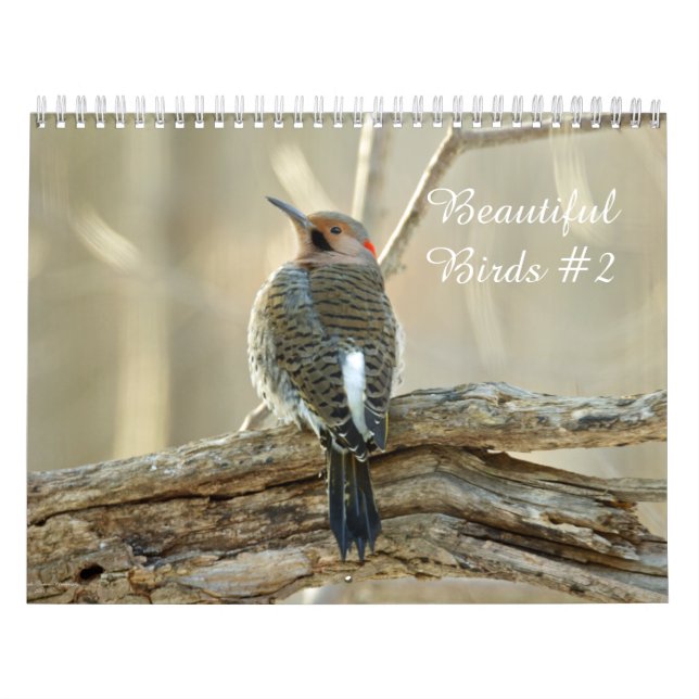 Calendar Schöne Vögel #2 Kalender (Titelbild)