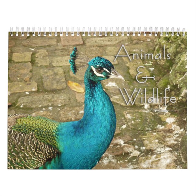 Calendrier 12 mois d'animaux et de photographie de la faune (Protection)