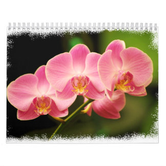 Calendrier 12 mois de belles orchidées