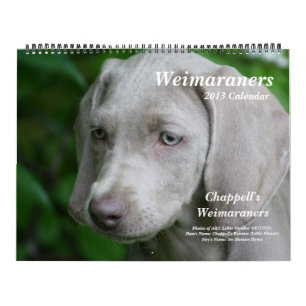 Calendrier 1 de Weimaraner