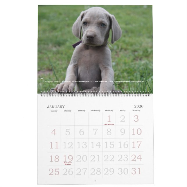 Calendrier 1 de Weimaraner (Jan 2026)