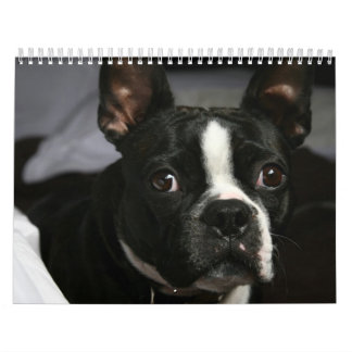 Calendrier 2009 de Boston Terrier