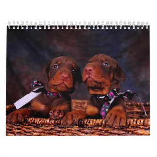 Calendrier 2012 de chiot de dobermann