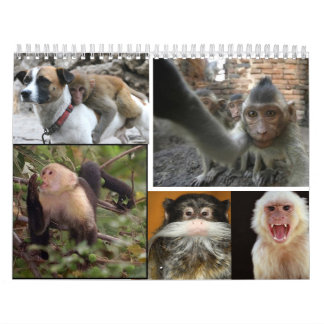 Calendrier 2013 de singe