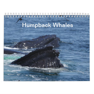 Calendrier 2014 de baleines de bosse