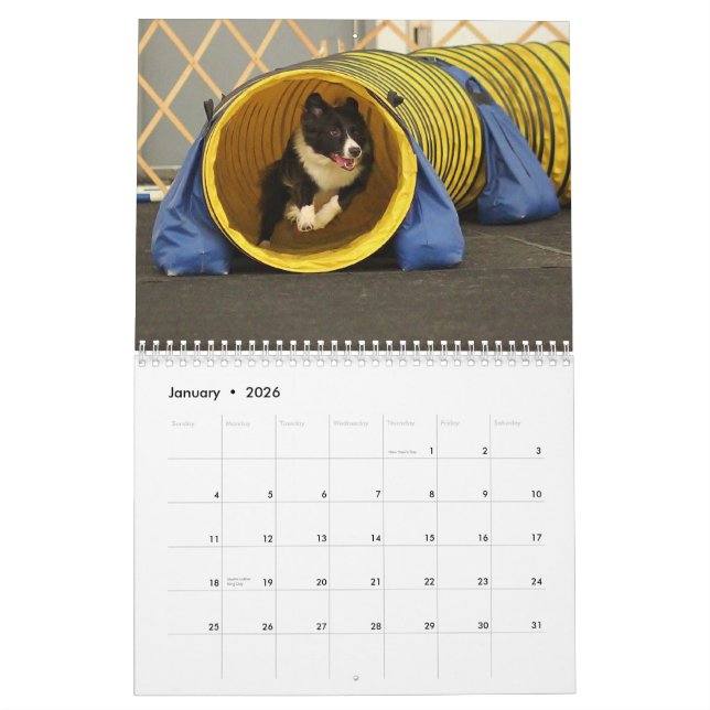 Calendrier 2015 d'agilité de border collie (Jan 2026)