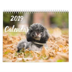 Calendrier 2019 images mignonnes de chien de caniche de