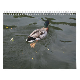 Calendrier 2022 des Canards sauvages