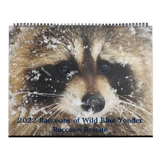 Calendrier 2022 Wild Blue Yonder Raccoon Rescue