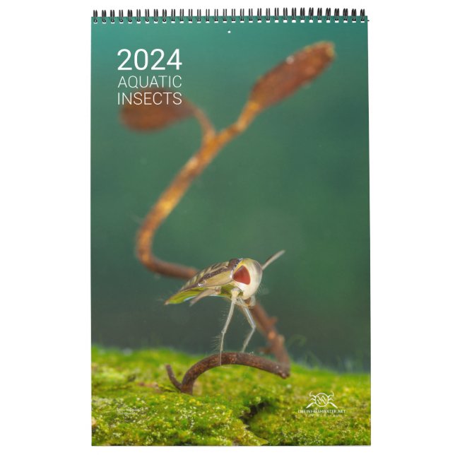 Calendrier 2024 - Insectes aquatiques (Protection)