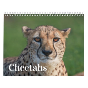 Calendrier 2026 Fast and the Beautiful : Collection Cheetah
