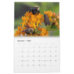 Calendrier 2026 La Perspective des pollinisateurs : Une année