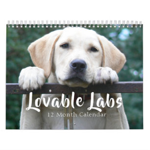 Calendrier 2026 Lovable Labrador Retriever Dog