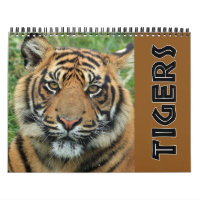 2026 Tigre sauvage