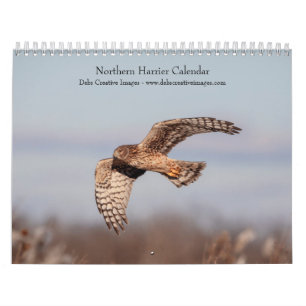 Calendrier 2027 Busard Saint-Martin   Oiseaux de Proie