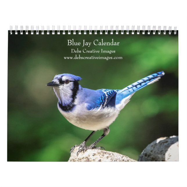 Calendrier 2027 Geais bleus | Photographie d'oiseaux de jardi (Protection)