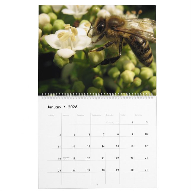 Calendrier Abeilles (Jan 2026)