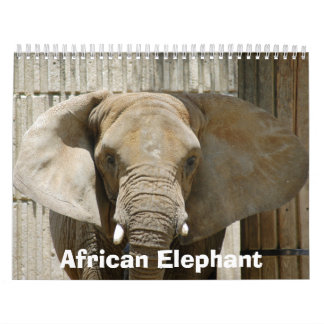 Calendrier African_Elephant_005, éléphant africain