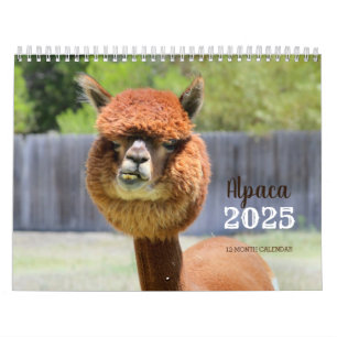 Calendrier Alpaca 2025