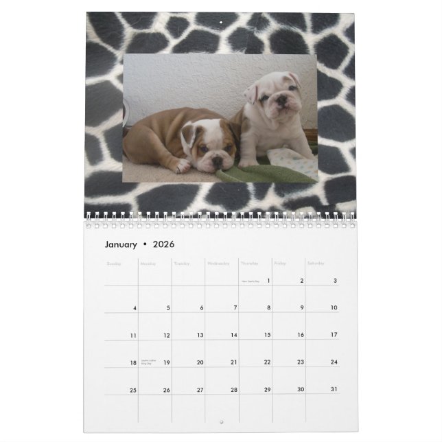 Calendrier anglais de bouledogues et de chiots ! (Jan 2026)