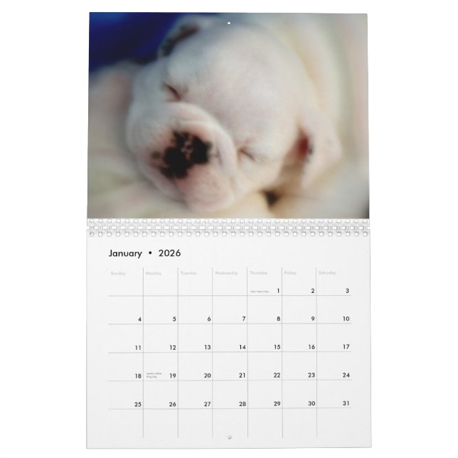 Calendrier anglais des chiots 2013 de bouledogue (Jan 2026)