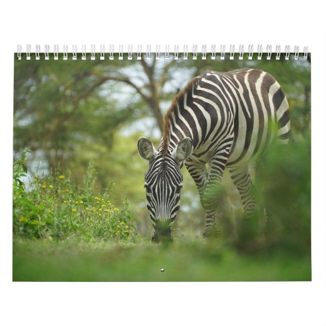 Calendrier animal zèbre (Protection)