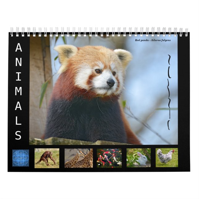 Calendrier Animaux de 12 mois (Protection)