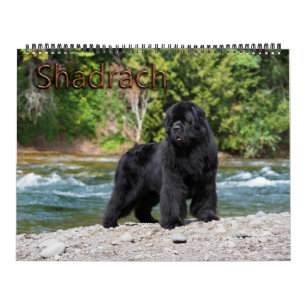 Calendrier Année de Newfoundlands d'ours de Notta de Shadrac