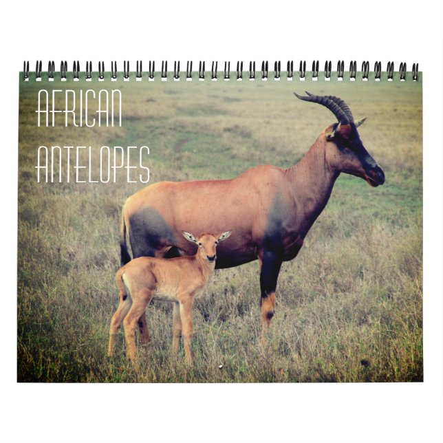 Calendrier antilopes africaines 2025 (Protection)