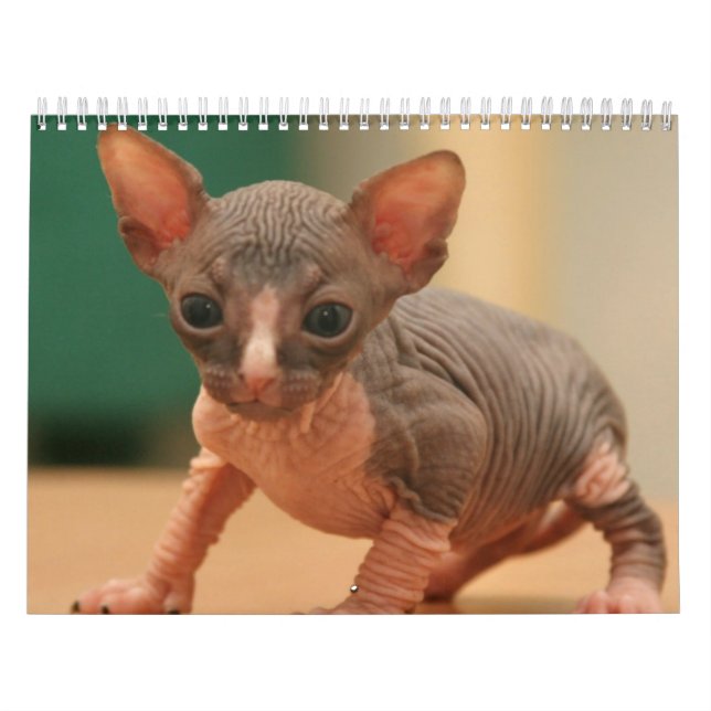 Calendrier avec les chatons mignons d'un sphynx (Protection)