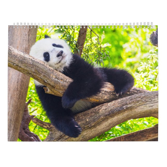 Calendrier Baby panda géant (Dos)