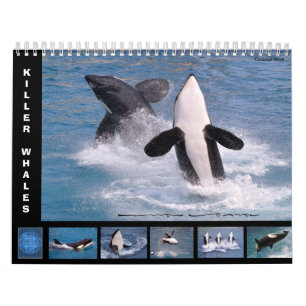 Calendrier Baleines tueuses (Orcinus orca) pendant 12 mois ca