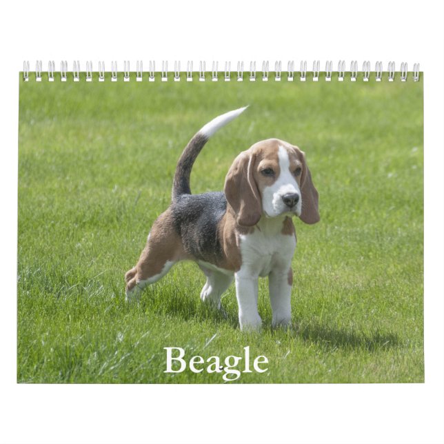 Calendrier beagle (Protection)