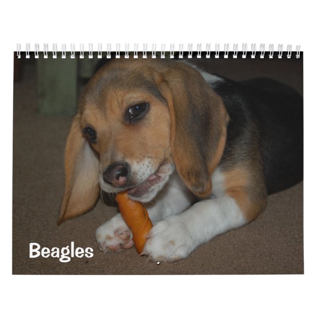 Calendrier beagle (Protection)