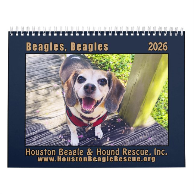 Calendrier Beagles Beagles Wall calendar 2026 (Protection)