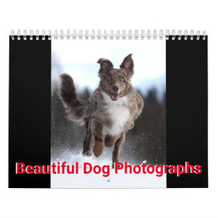 Calendrier Belles photos de chiens