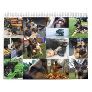 Calendrier - berger allemand