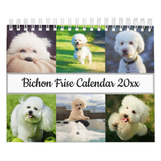 Calendrier Bichon Frise