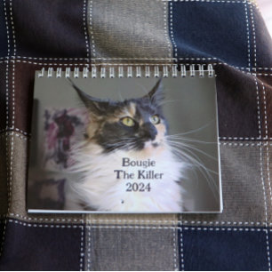 Calendrier Bougie Dilute Calico Maine Coon Chat