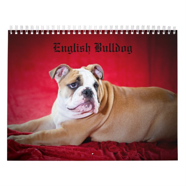 Calendrier Bouledogue anglais (Protection)