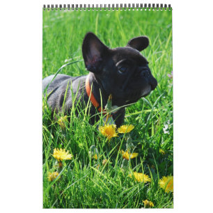 Calendrier bouledogue français superbe collection